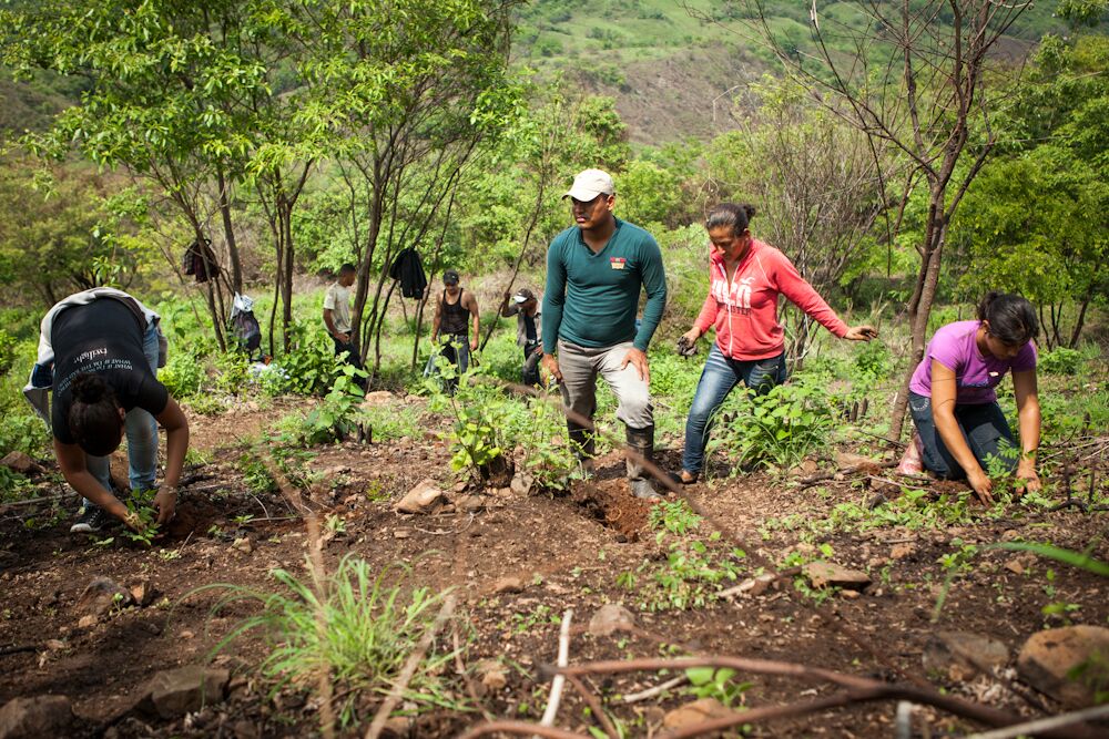 CommniTree reforestation project, Nicaragua 