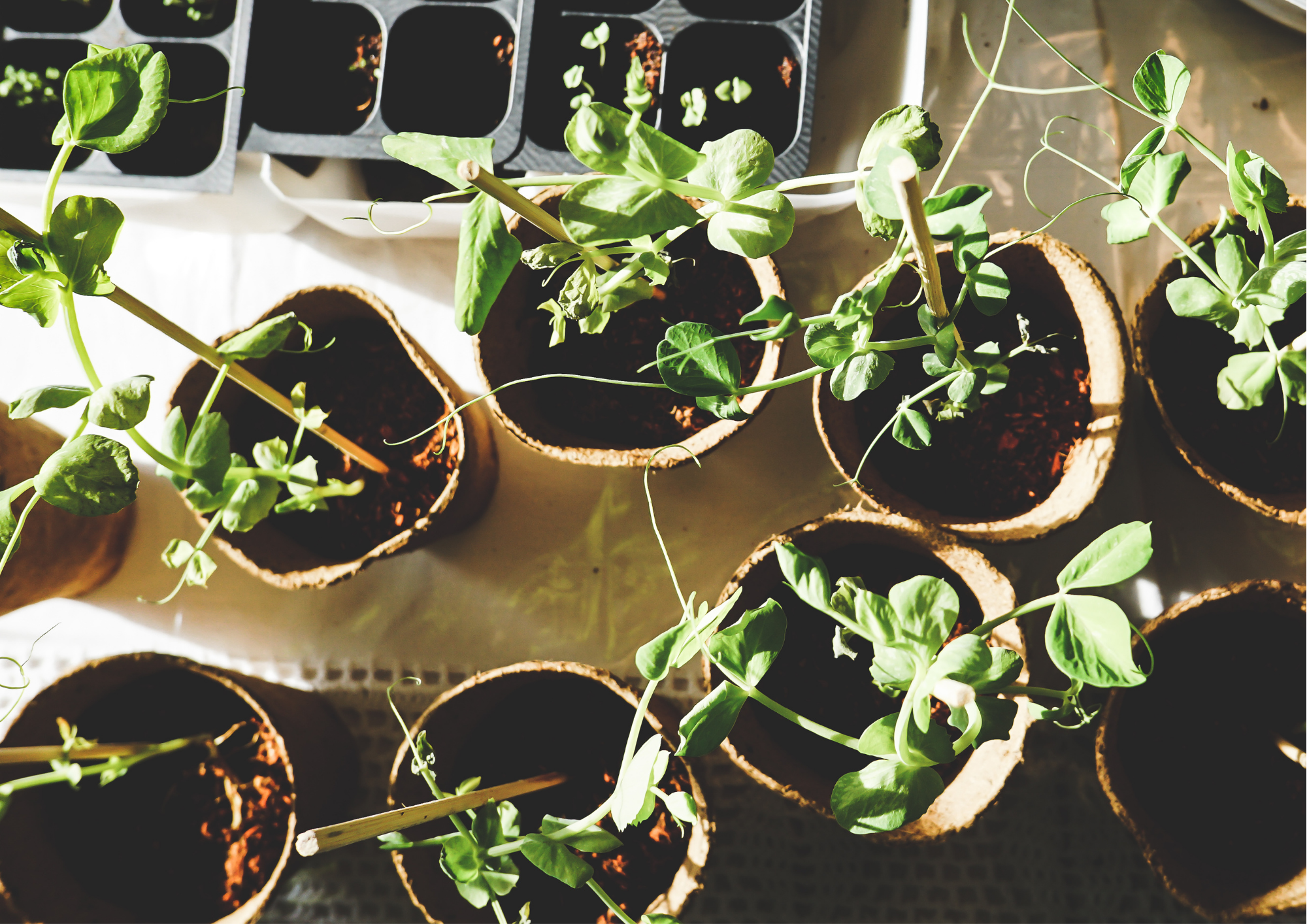 sustainable gardening basil pots